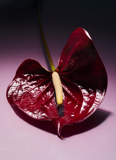 Future Flowers - © Richie Talboy