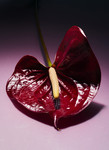 Future Flowers - © Richie Talboy