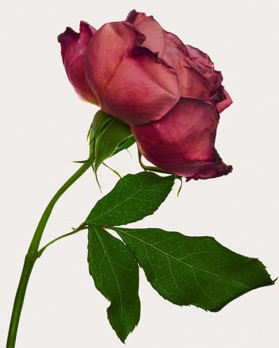 Future Flowers - © Richie Talboy