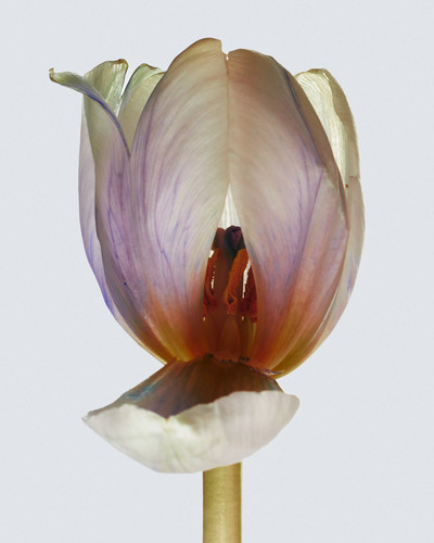 Future Flowers - © Richie Talboy