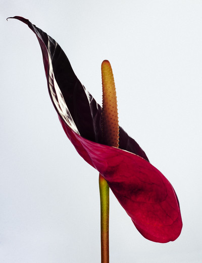 Future Flowers - © Richie Talboy