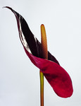 Future Flowers - © Richie Talboy