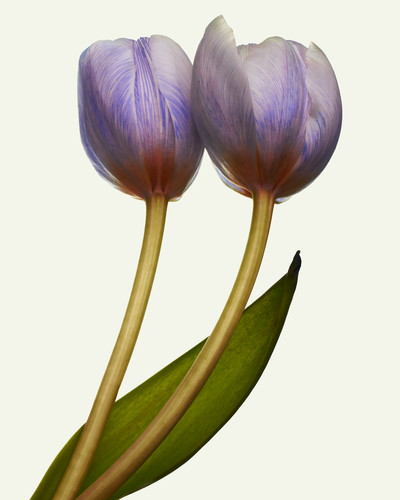 Future Flowers - © Richie Talboy