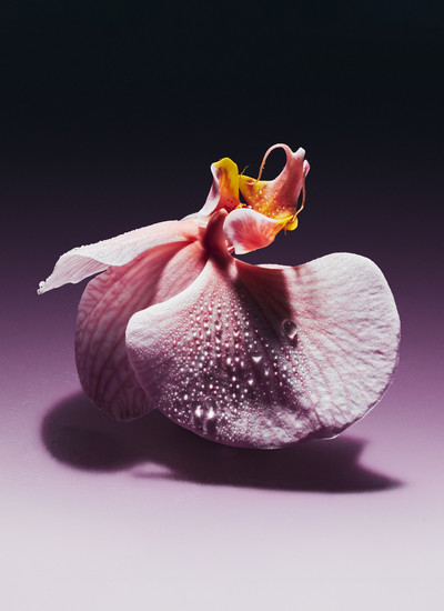 Future Flowers - © Richie Talboy