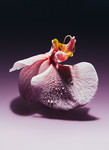 Future Flowers - © Richie Talboy